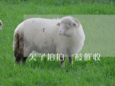 欠了拍拍貸被催收