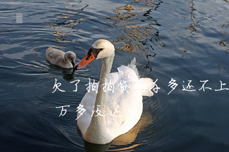 欠了拍拍贷两千多还不上了怎么办(拍拍贷两万多没还)