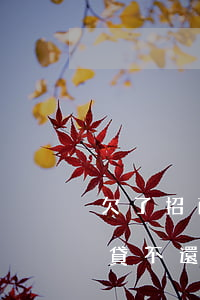 欠了招商信用卡好期貸還能用么-招商好期貸不還會怎么樣