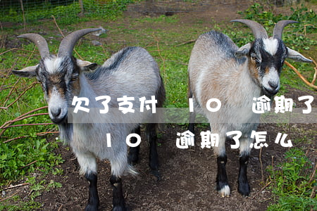 欠了支付寶10萬逾期了怎么辦-欠了支付寶10萬逾期了怎么辦呢