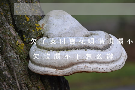 欠了支付寶花唄借唄還不上(支付寶花唄借唄欠款還不上怎么辦)