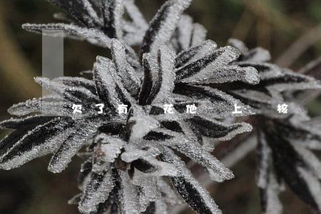 欠了有錢花他會上門核實嗎(有錢花不還會上門嗎)