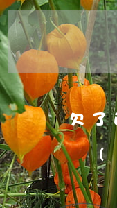 欠了正規(guī)網(wǎng)貸的錢會(huì)上門暴力(網(wǎng)貸上門要錢犯法嗎)