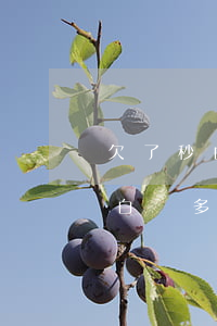 欠了秒白條的錢(qián)怎么辦(欠款打白條多久有效)