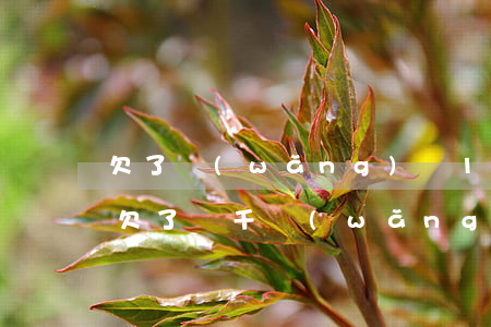 欠了網(wǎng)貸1萬元還不上怎么辦(欠了幾千網(wǎng)貸還不上怎么辦)