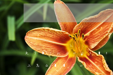 欠了網(wǎng)貸3萬(wàn)還不上怎么辦(網(wǎng)貸3萬(wàn)多還不上怎么辦)