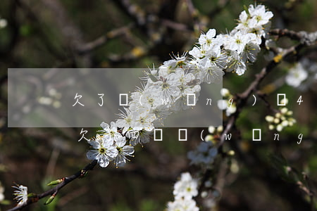 欠了網(wǎng)貸4萬要不要告訴家人(欠了四萬網(wǎng)貸怎么給父母說)
