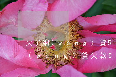欠了網(wǎng)貸50萬我該怎么辦(網(wǎng)貸欠款50萬)