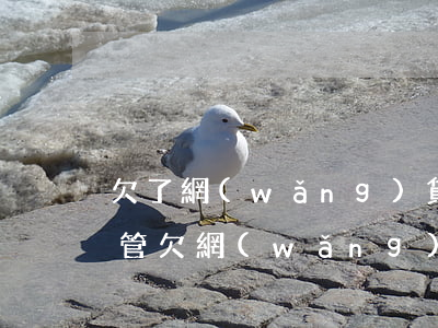 欠了網(wǎng)貸6萬多坦白了家里不管(欠網(wǎng)貸16萬跟父母坦白)