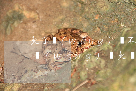 欠了網(wǎng)貸不敢告訴家人怎么辦(網(wǎng)貸欠錢不敢跟家里人說)