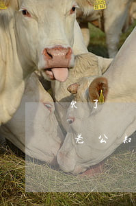 欠了網(wǎng)貸 不知道怎么跟老公說(老公知道我借了網(wǎng)貸怎么辦)