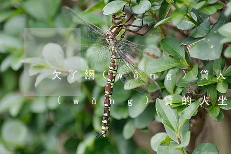 欠了網(wǎng)貸人坐牢去了怎么辦(網(wǎng)貸的人坐牢了怎么辦)