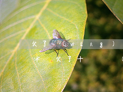 欠了網(wǎng)貸十萬還不了怎么辦坐牢嗎(欠了十幾萬網(wǎng)貸還不上會坐牢嗎)