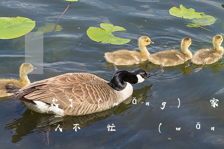 欠了網(wǎng)貸家人不幫忙怎么辦(家人不幫忙還網(wǎng)貸了怎么辦)