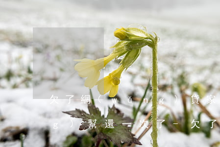 欠了網(wǎng)貸家里人已經(jīng)幫還一次了-欠了網(wǎng)貸家里人已經(jīng)幫還一次了怎么辦