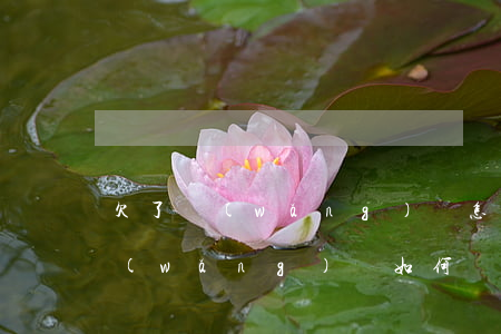 欠了網(wǎng)貸怎么讓他免減利息(網(wǎng)貸如何減免利息)