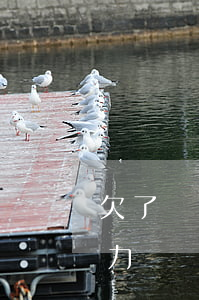 欠了網(wǎng)貸房貸車貸無(wú)力償還(有欠網(wǎng)貸車貸能下來(lái)嗎)