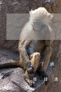欠了網(wǎng)貸找我叔借錢(朋友找我借錢還網(wǎng)貸)