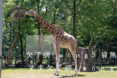 欠了網(wǎng)貸無力償還老公還出軌(丈夫欠了網(wǎng)貸跑了怎么辦)