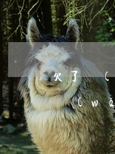 欠了網(wǎng)貸無力還款報警有用么(網(wǎng)上貸款一直還不完,可以報警?)
