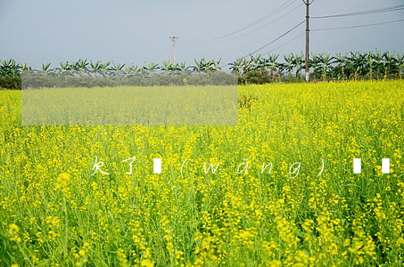 欠了網(wǎng)貸無能力償還