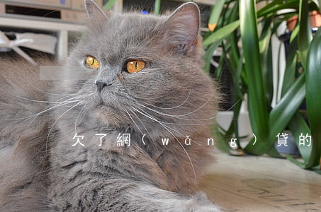 欠了網(wǎng)貸的人如何跟父母坦白