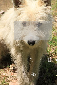 欠了網(wǎng)貸被發(fā)了律師函