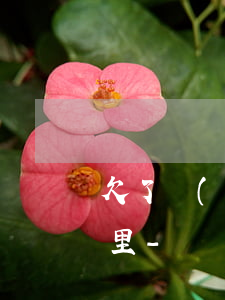 欠了網(wǎng)貸說要通知派出所和村里-