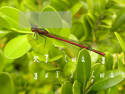 欠了網(wǎng)貸警察找上門了（正規(guī)網(wǎng)貸逾期警察找上門了）