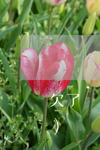 欠了網(wǎng)貸還能借網(wǎng)貸嗎(欠網(wǎng)貸沒還還可以網(wǎng)貸嗎)