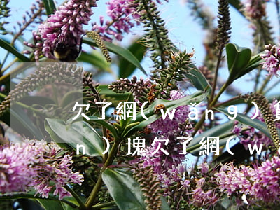 欠了網(wǎng)貸還被騙了幾萬(wàn)塊(欠了網(wǎng)貸還被騙了幾萬(wàn)塊)