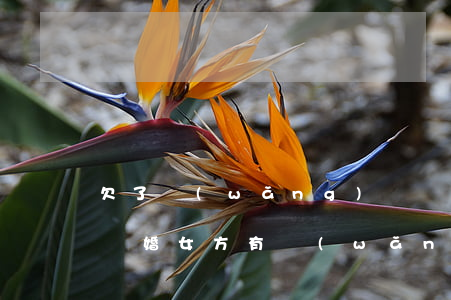 欠了網(wǎng)貸離婚房子過戶給女方(離婚女方有網(wǎng)貸孩子會(huì)判給女方嗎?)