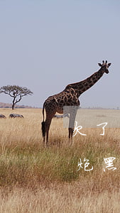 欠了網(wǎng)貸高炮還不上怎么辦(高炮黑網(wǎng)貸不還有什么后果?)