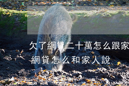 欠了網貸二十萬怎么跟家人說(欠了20多萬網貸怎么和家人說)