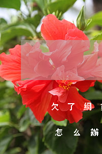欠了網貸催收找到家里(網貸催收找到家里了怎么辦)