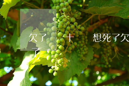 欠了網貸十幾萬想死了(欠網貸40萬死了算了)