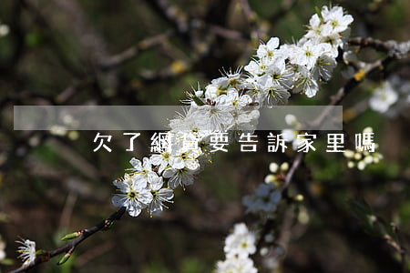 欠了網貸要告訴家里嗎