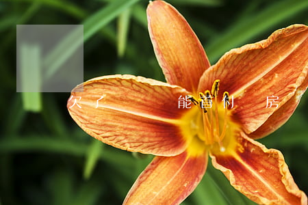 欠了網貸還能首付買房嗎(欠網貸能不能買房)