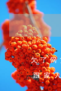 欠了网贷30万跟家里坦白了(欠网贷40万跟家人坦白)