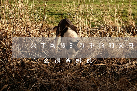 欠了网贷3万不敢和父母说(网贷欠了3万块怎么跟爸妈说)