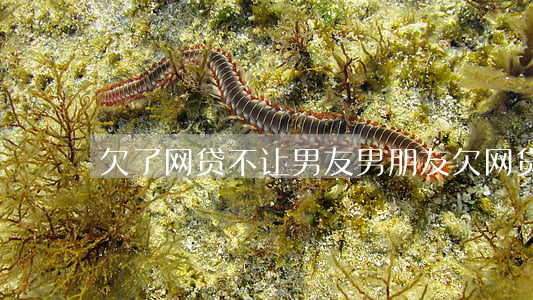 欠了网贷不让男友(男朋友欠网贷不告诉我)