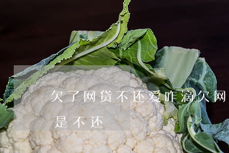 欠了网贷不还爱咋滴(欠网贷不管结果咋样就是不还)