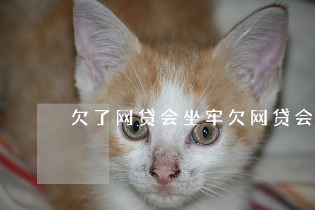 欠了网贷会坐牢(欠网贷会被坐牢吗)