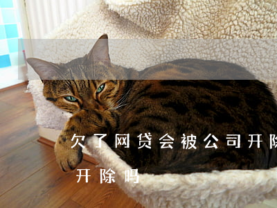 欠了网贷会被公司开除吗(网贷逾期会被公司开除吗)
