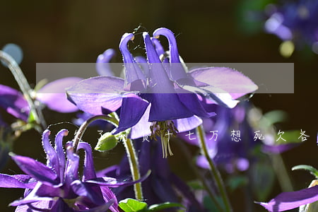 欠了网贷十七万想死(欠各种网贷十万想死)