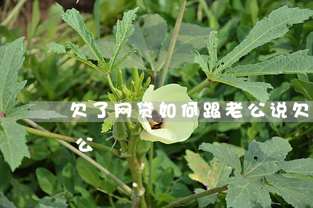 欠了网贷如何跟老公说(欠了网贷不敢告诉老公)