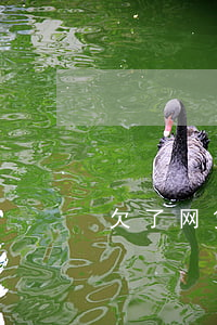 欠了网贷怎么跑(如果网贷平台跑路了怎么办)