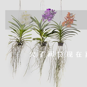 欠了网贷现在真的无力还怎么办呀