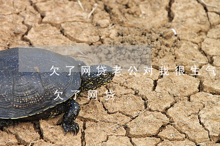 欠了网贷老公对我很生气(接到电话说我老公欠了网贷)