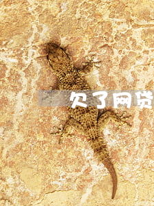 欠了网贷能不能贷款(欠了网贷还可以贷款吗)